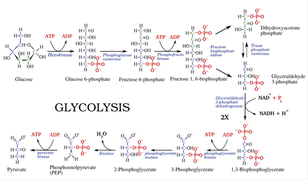 Glycolysis - Definition, Steps, Enzymes, Regulation, Result