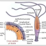 Polymorphism in cnidarians