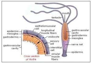 Polymorphism in cnidarians