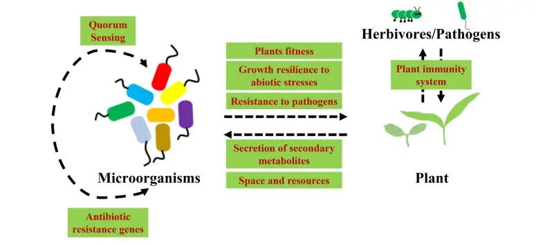 Interactions in the phyllosphere
