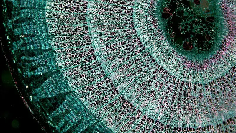 Woody Dicot Stem: Three Year Old Tilia, cross section: Tilia three years, magnification: 40x