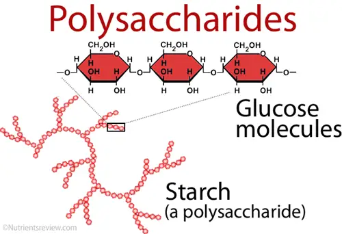 Structure of Polysaccharides