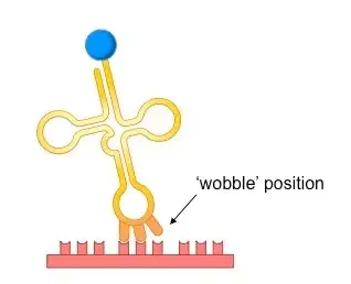 explain wobble hypothesis
