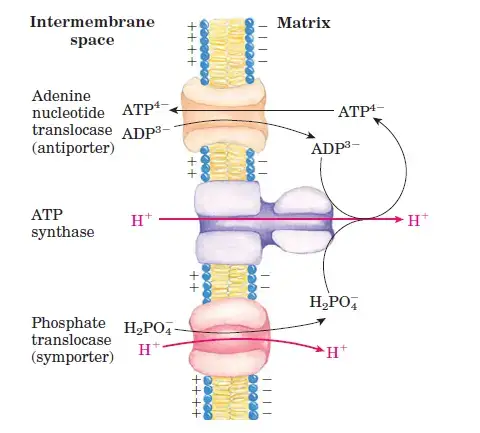 Mitochondrial transporter