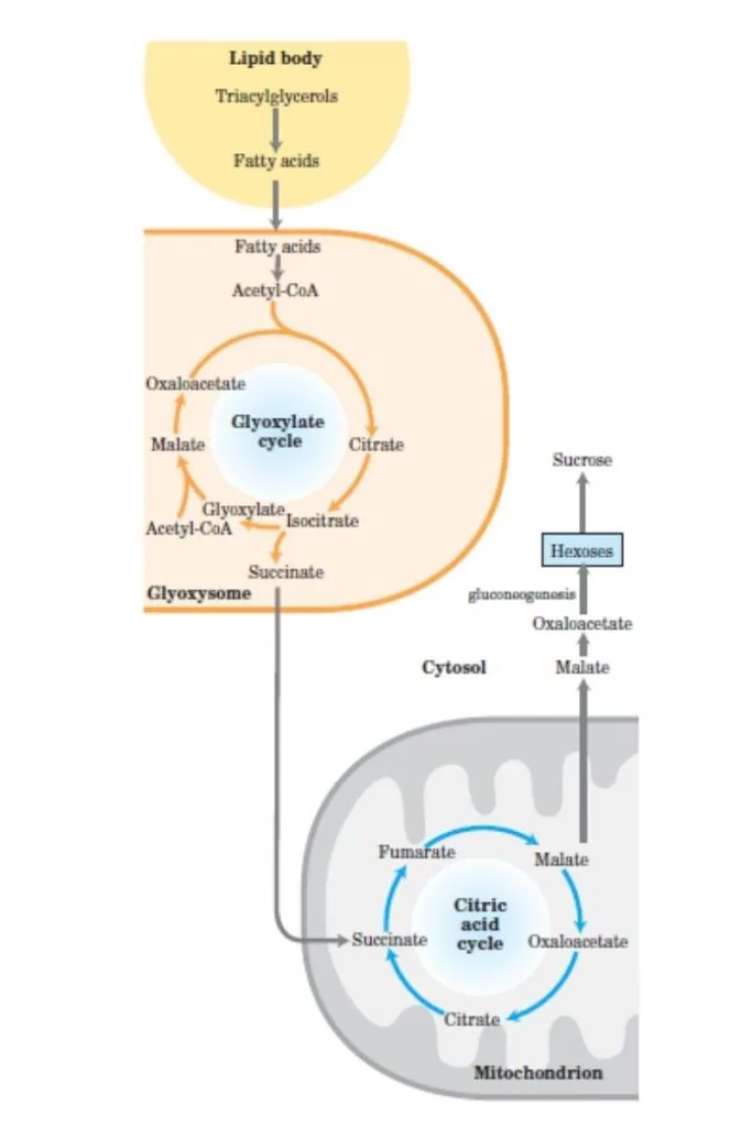 Glyoxylate cycle functions
