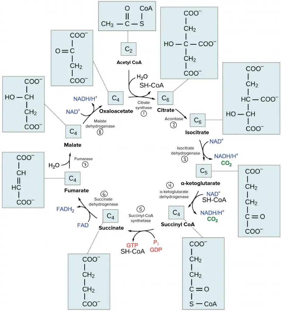 Krebs cycle diagram