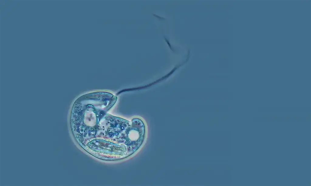 Euglena photographed with a 40X Motic Phase objective. The long flagellum is about 0.5 microns (500 nm) thick. | Image Credit: Robert Berdan