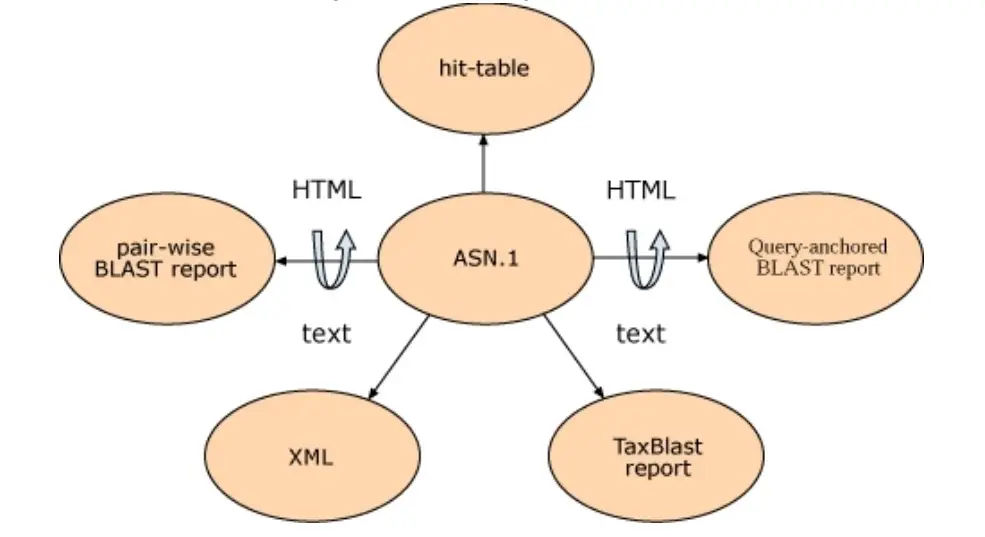 The different output formats that can be produced from ASN.1 | Note that some nodes can be viewed as both HTML and text. XML is also structured output but can be produced from ASN.1 because it has equivalent information.