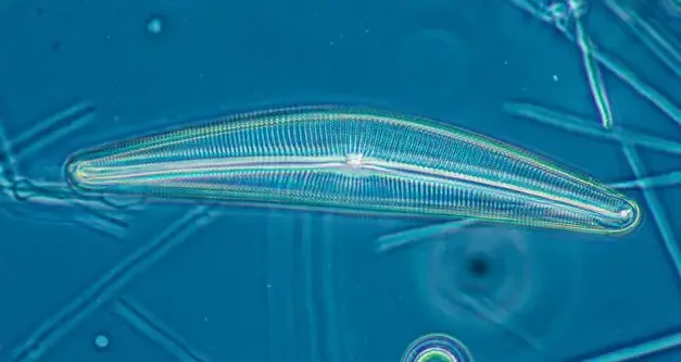 Diatom frustule Cymbella sp Motic 20X phase contrast objective and a blue filter. | Image Credit: Robert Berdan