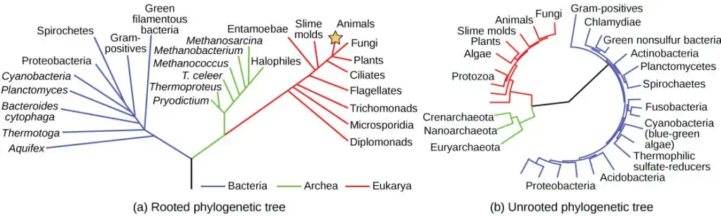 Rooted and unrooted tree | Both of these phylogenetic trees shows the relationship of the three domains of life—Bacteria, Archaea, and Eukarya—but the (a) rooted tree attempts to identify when various species diverged from a common ancestor while the (b) unrooted tree does not. (credit a: modification of work by Eric Gaba)