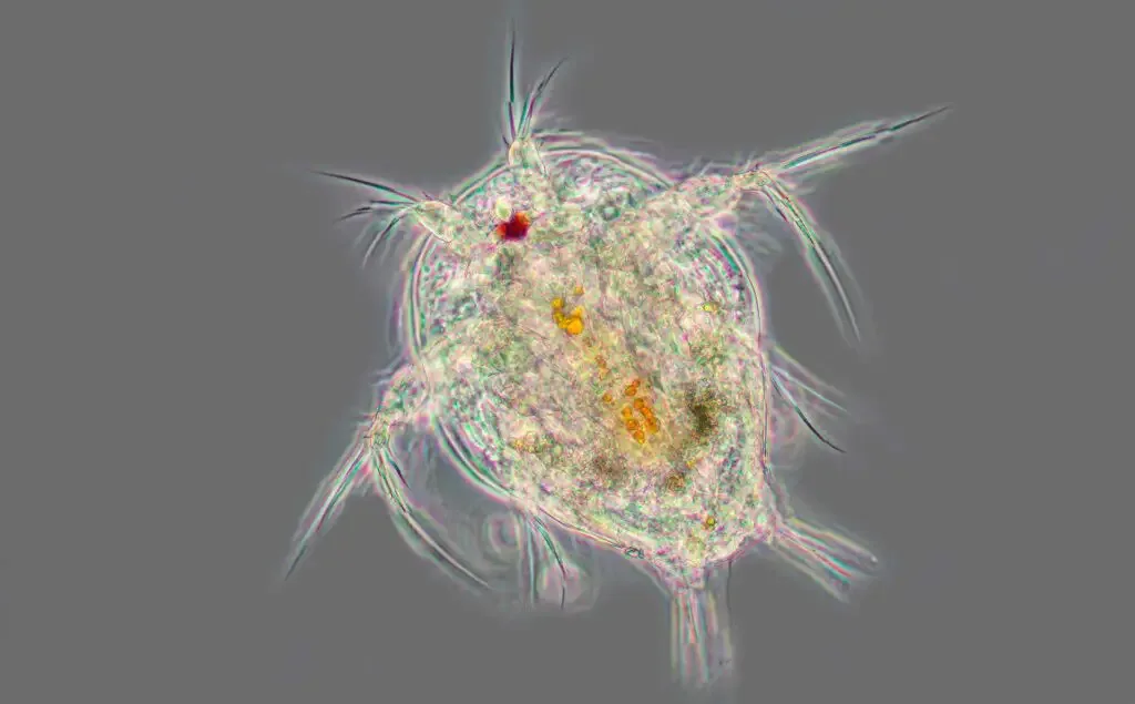 Nauplius larva 10X phase objective with no filters. | Image Credit: Robert Berdan