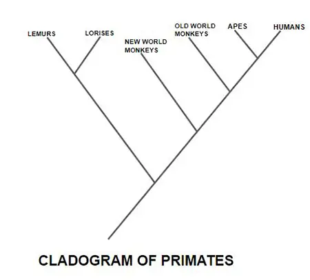 Cladogram