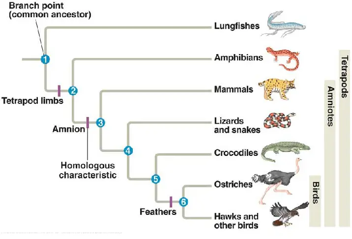 Example phylogenetic tree.