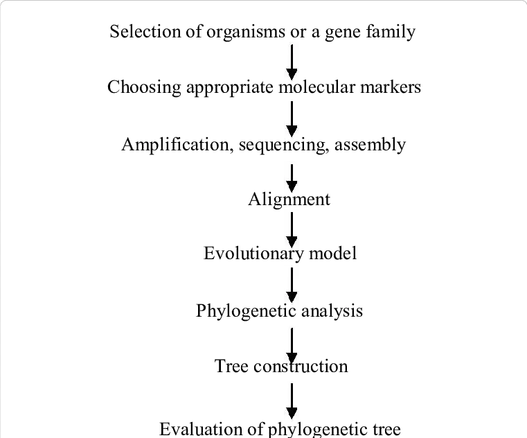 Phylogenetic Tree Construction Steps/How to Make a Phylogenetic Tree?