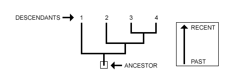 Step 01: See the Root as Ancestor and Tips as Descendants
