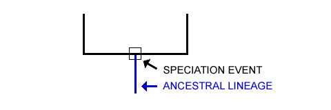 Step 02: See the Daughter Lineages