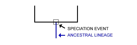 Step 02: See the Daughter Lineages