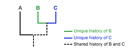 Step 03: See the Shared Ancestry Between Lineages (If Any)