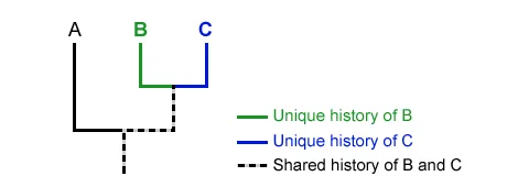 Step 03: See the Shared Ancestry Between Lineages (If Any)
