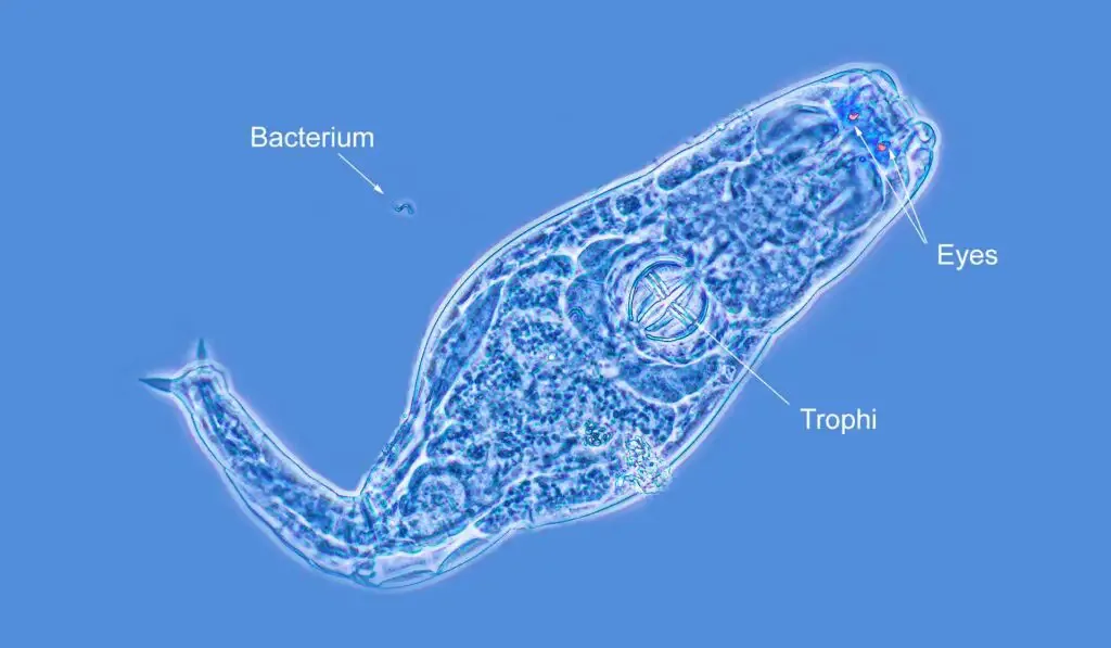 Bdelloid rotifer photographed with a 40X Motic Phase objective. The red eyes can be clearly seen along with the Trophi (jaws) and a single bacterium. Blue filter, background debris was removed digitally. | Image Credit: Robert Berdan