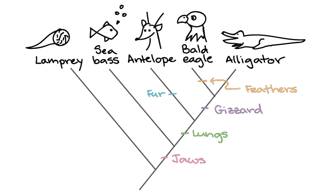 Animal Phylogenetic Tree