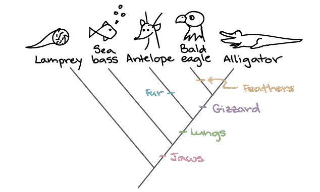 Animal Phylogenetic Tree