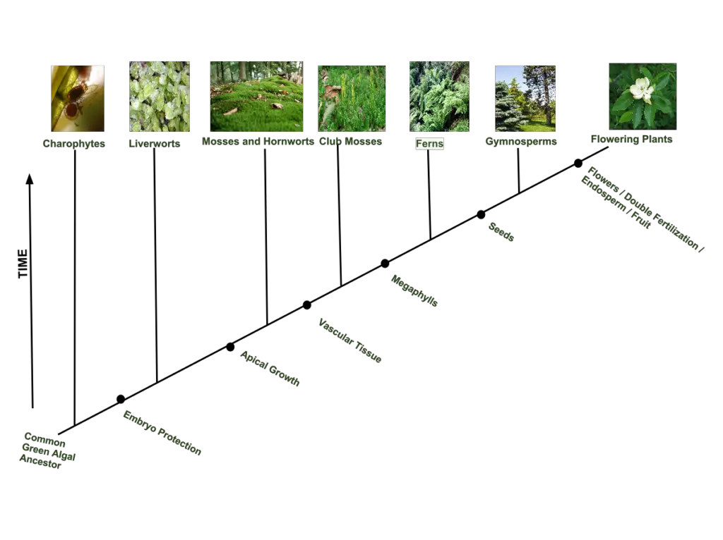 Plant Phylogenetic Tree