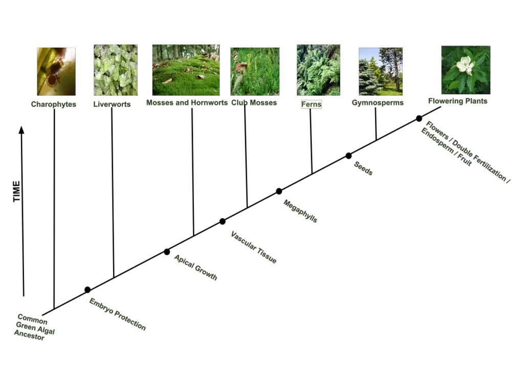 Plant Phylogenetic Tree