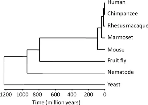 Human phylogenetic tree