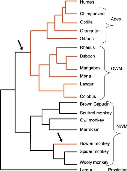 Primate phylogenetic tree | Phylogenetic Tree of Primates Schematic phylogenetic tree of the primate species used in the current study. Phylogenetic relationships between species are based on Harada et al. (1995), Page et al. (1999), and Surridge et al. (2003). Arrows indicate on which lineages the acquisition of full trichromatic color vision occurred (Goodman et al. 1998; Jacobs and Deegan 2001). The red color highlights lineages with a high proportion of OR pseudogenes. DOI: 10.1371/journal.pbio.0020005.g003