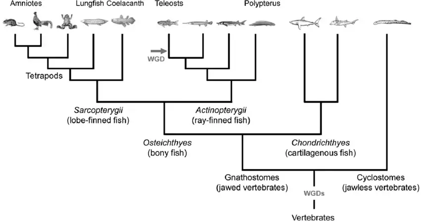 Vertebrate phylogenetic tree | Phylogenetic tree of vertebrates. A simplified phylogenetic tree focusing on the evolution of Osteichthyes (bony fish). Osteichthyes is divided into two categories: Sarcopterygii (lobe-finned fish) that contains tetrapods, and Actinopterygii (ray-finned fish) that contains teleosts. Based on recent findings, it is hypothesized that two rounds of whole genome duplication (WGD) occurred before the gnathostomes-cyclostomes split. The teleost lineage went through an additional WGD.