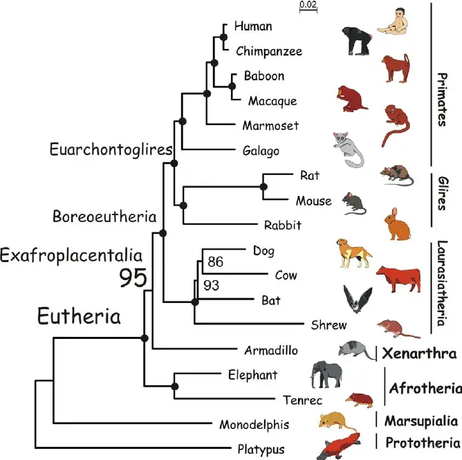 Phylogenetic tree mammals | ML Phylogenetic Tree of Mammals The topology and branch lengths shown here are based on concatenated alignments of coding exons (68,262 codons). Branch lengths are scaled to the number of substitutions per site. Bootstrap support values are indicated at each node, with solid-color dots indicating 100% support. doi:10.1371/journal.pgen.0030002.g001