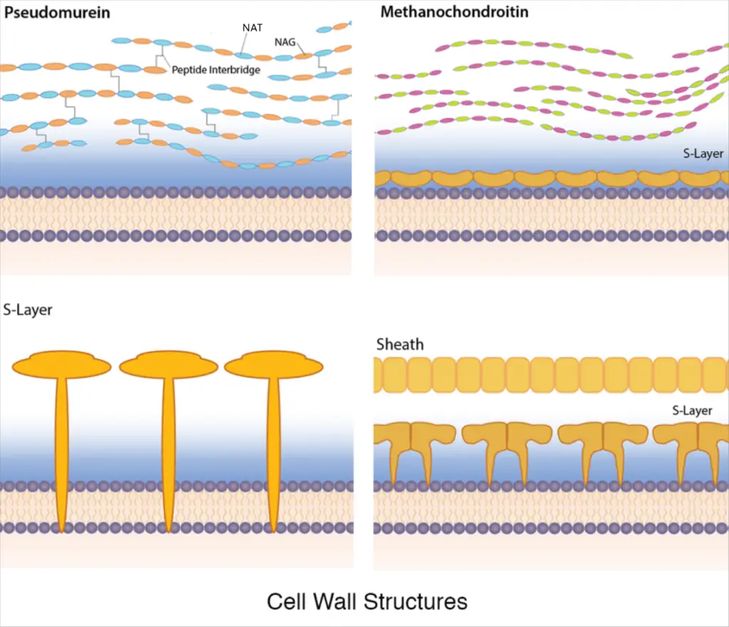 Cell Wall Structural Diversity.

