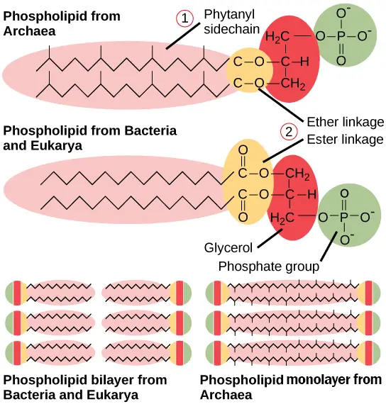 Comparison of Plasma Membrane Lipid Between Bacteria and Archaea. OpenStax, Structure of Prokaryotes. 