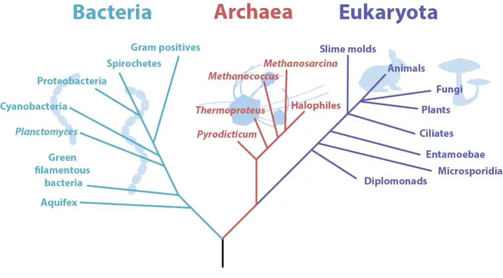 Phylogenetic Tree of Life.
