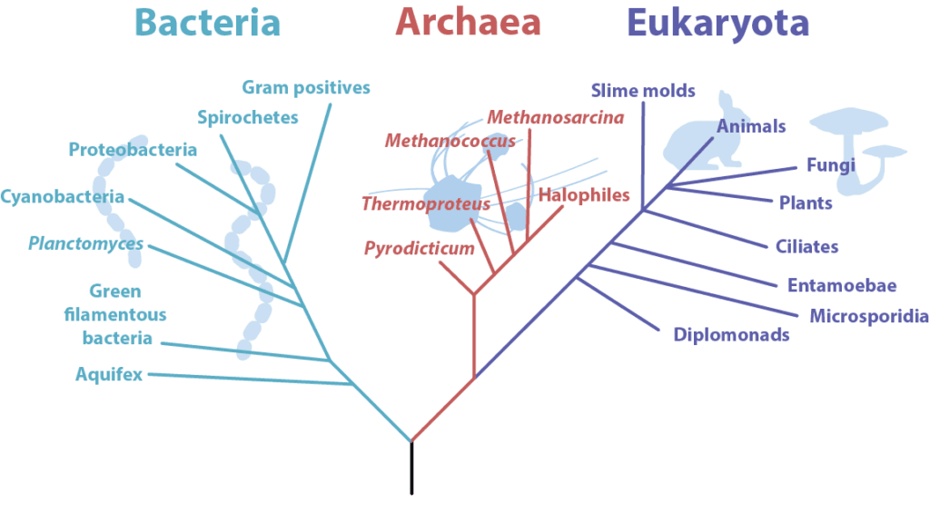 Archaebacteria Cell Wall Archaebacteria General Characteristics