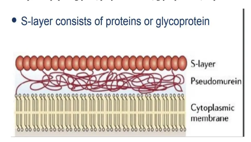 S-Layer