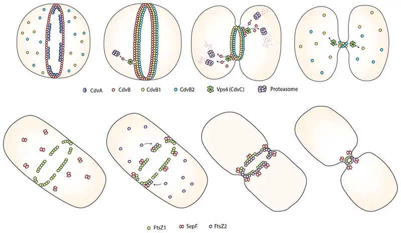 Schematic overview of the two main studied cell division mechanisms in archaea.