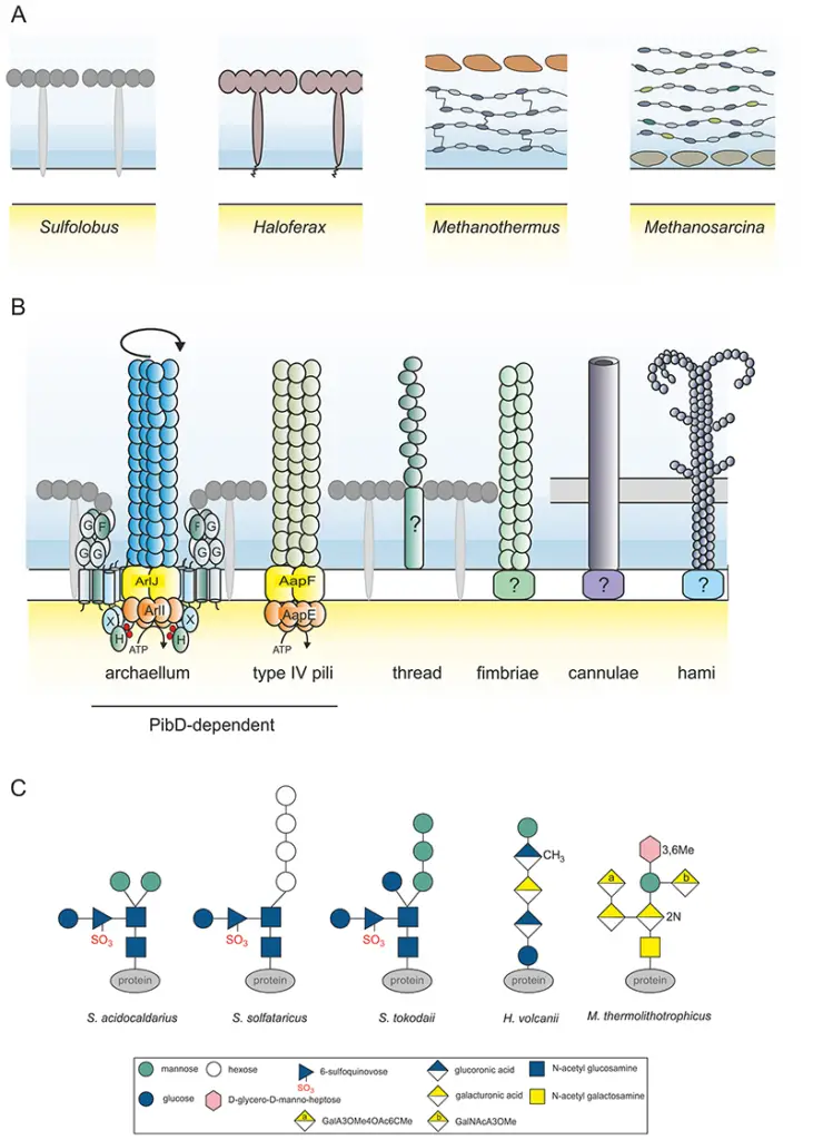 The archaeal cell envelope.
