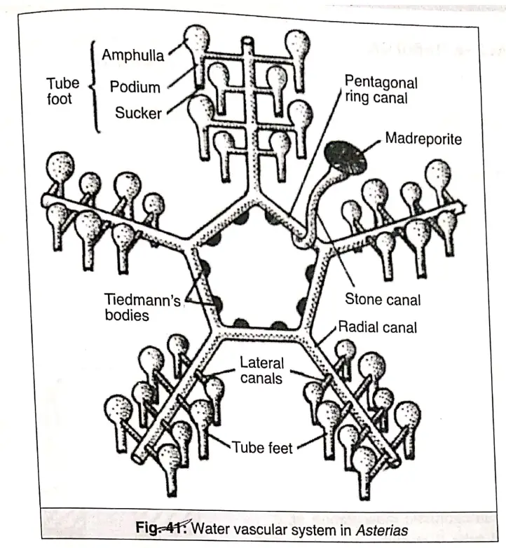 Water-vascular system in Asteroidea