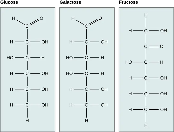 A structural representation of glucose, fructose, and galactose.