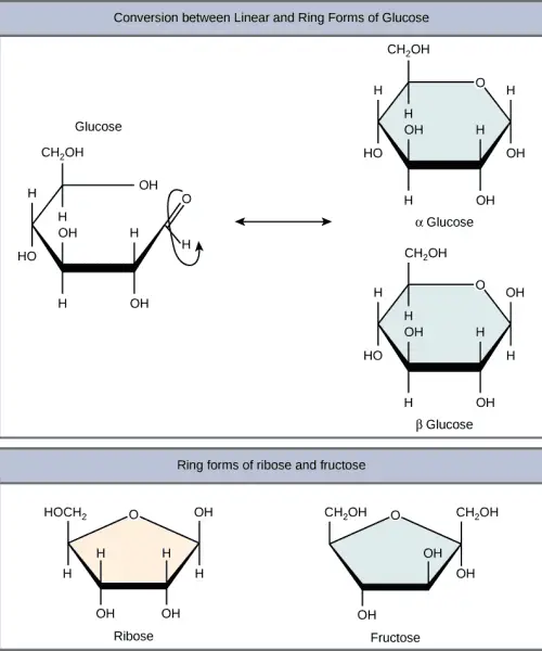 Monosaccharides Structure