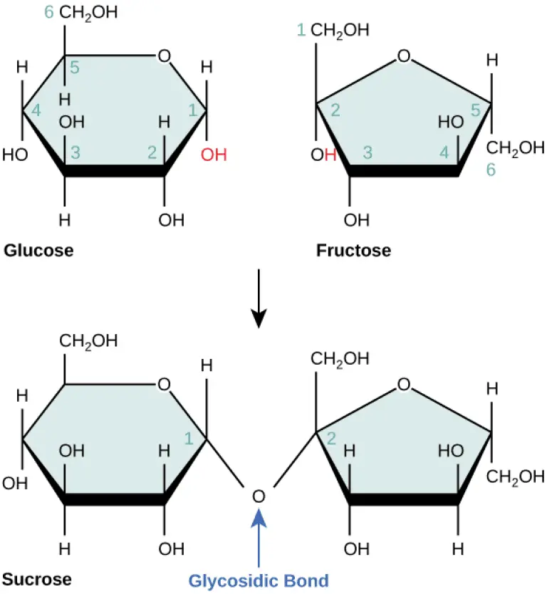 The structural diagram of the process of glycosidic bond formation between two sugar units (glucose and fructose) forming a disaccharide (sucrose).