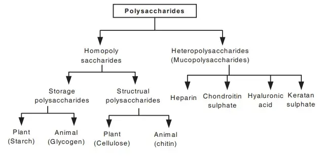 classification summary of polysaccharides