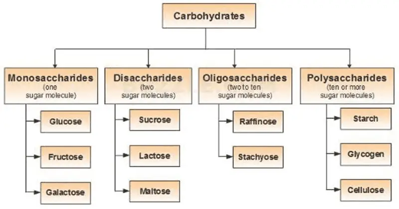 Classification of Carbohydrates – Types of Carbohydrates