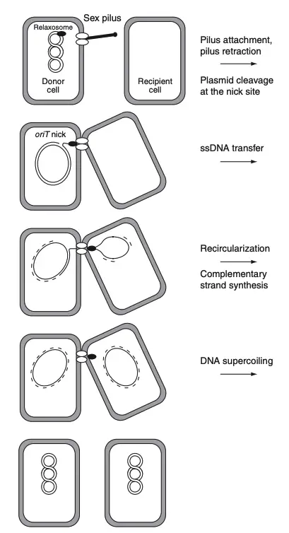 Mechanism of Bacterial Conjugation