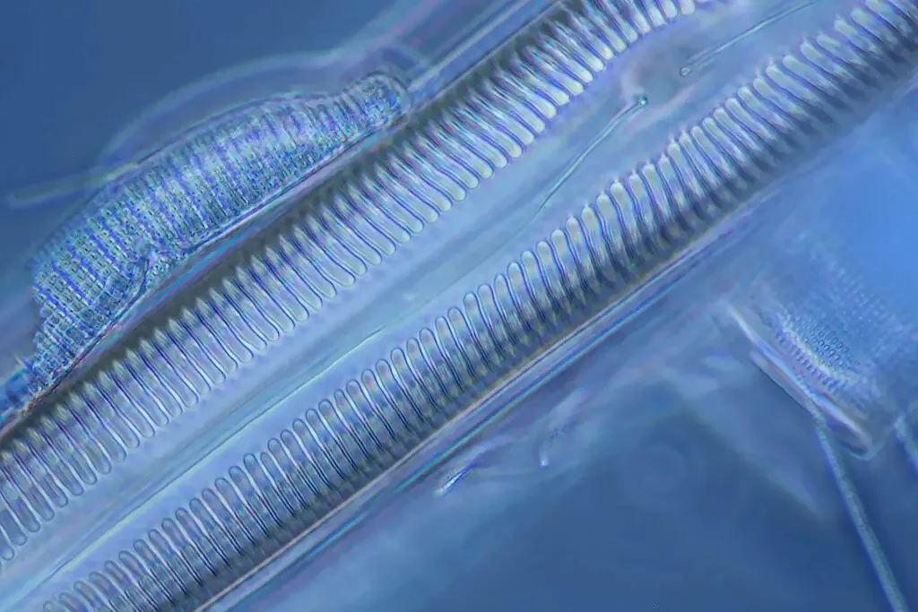 Diatom frustules, the middle diatom is Pinnularia sp taken with 100X Motic phase objective, oil immersion fluid and blue filter. | Image Credit: Robert Berdan
