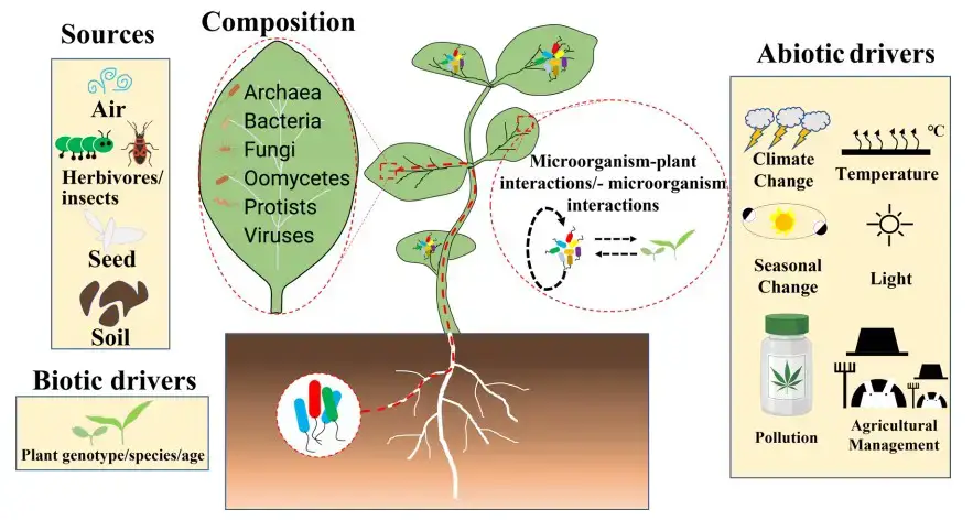 Sources of Phyllosphere Microorganisms
