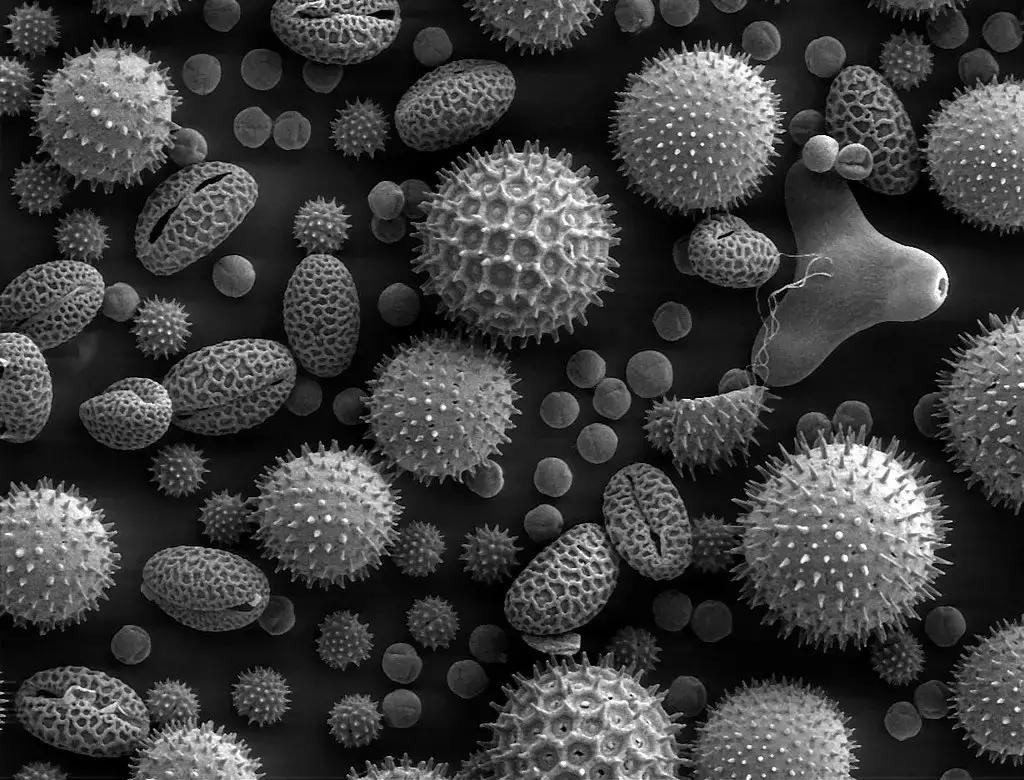 Scanning Electron Microscope (SEM) Images – Image of pollen grains taken on a SEM shows the characteristic depth of field of SEM micrographs | Image Source: wikipedia.org