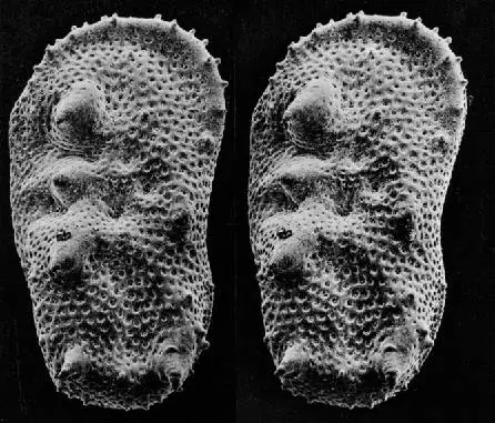 Scanning Electron Microscope (SEM) Images – An SEM stereo pair of microfossils of less than 1 mm in size (Ostracoda) produced by tilting along the longitudinal axis.